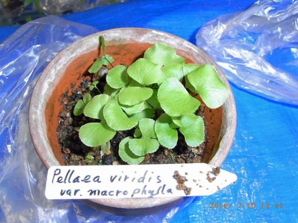 Pellaea_viridis