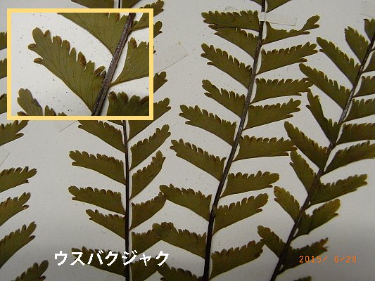 usubakujaku