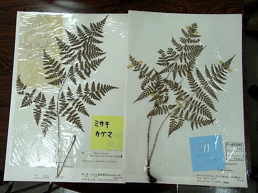 misaki-kaguma-murakami