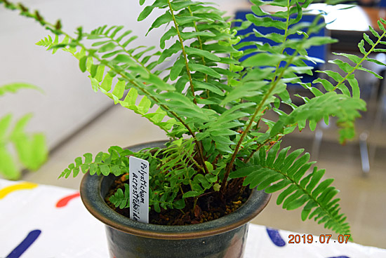 20190707_polystichum-acrostichoides